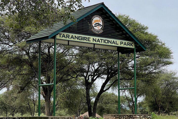 Tarangire Elephants